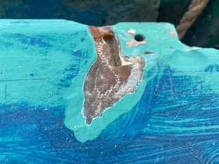 IMG_5221.jpeg